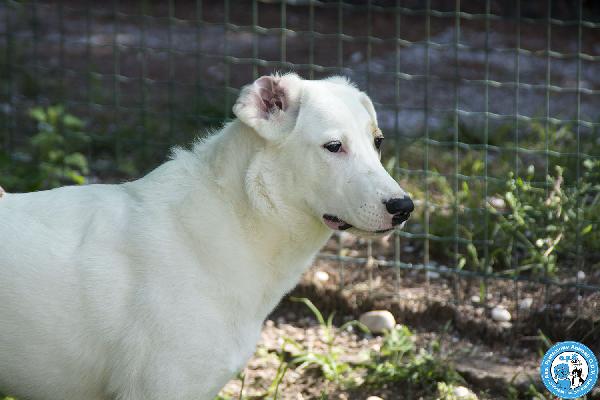 Perla, cucciolona esuberante e gioiosa… Foto 2